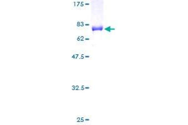 NFE2 Protein (AA 1-373) (GST tag)