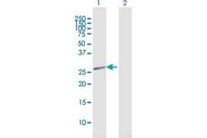 Western Blot analysis of HEBP2 expression in transfected 293T cell line by HEBP2 MaxPab polyclonal antibody.