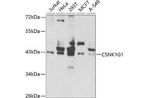 Western blot analysis of extracts of various cell lines, using CSNK1G1 antibody  at 1:1000 dilution. (CSNK1G1 Antikörper  (AA 298-422))