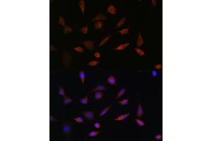 Immunofluorescence analysis of L929 cells using PDCD5 Rabbit pAb (ABIN6132965, ABIN6145338, ABIN6145339 and ABIN6223132) at dilution of 1:100. (PDCD5 Antikörper  (AA 1-125))