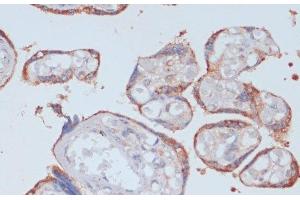 Immunohistochemistry of paraffin-embedded Human placenta using LRP1 Polyclonal Antibody at dilution of 1:100 (40x lens). (LRP1 Antikörper)