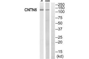 Western blot analysis of extracts from Jurkat cells and A549 cells, using CNTN6 antibody. (Contactin 6 Antikörper  (Internal Region))
