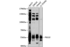 Western blot analysis of extracts of various cell lines, using PEG10 antibody (ABIN3016692, ABIN3016693, ABIN1681320 and ABIN6219814) at 1:1000 dilution. (PEG10 Antikörper  (AA 1-325))