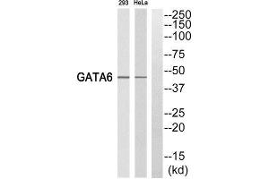 Western Blotting (WB) image for anti-GATA Binding Protein 6 (GATA6) (C-Term) antibody (ABIN1852618) (GATA6 Antikörper  (C-Term))