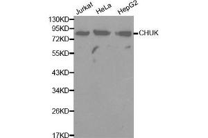 Image no. 1 for anti-conserved Helix-Loop-Helix Ubiquitous Kinase (CHUK) antibody (ABIN3059645) (IKK alpha Antikörper)