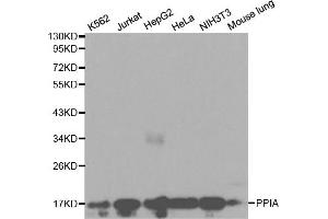 Western blot analysis of extracts of various cell lines, using PPIA antibody. (PPIA Antikörper)