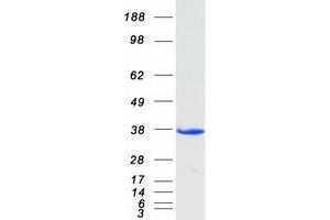 Validation with Western Blot