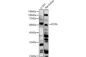 Western blot analysis of extracts of various cell lines, using ICOSL antibody (ABIN6130065, ABIN6142131, ABIN6142132 and ABIN6222879) at 1:500 dilution. (ICOSLG Antikörper  (AA 19-256))