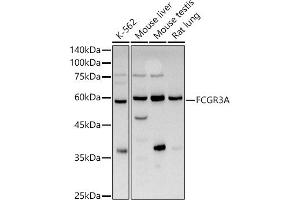 Western blot analysis of extracts of various cell lines, using FCGR3A antibody (ABIN3016243, ABIN3016244, ABIN3016245 and ABIN6219650) at 1:1000 dilution. (FCGR3A Antikörper  (AA 150-250))