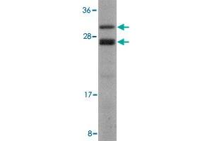 Western blot analysis of COPS8 in human liver lysate with COPS8 polyclonal antibody  at 2 ug/mL . (COPS8 Antikörper  (C-Term))