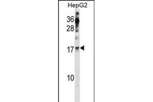 POLR2H Antibody (Center) (ABIN1881672 and ABIN2839092) western blot analysis in HepG2 cell line lysates (35 μg/lane). (POLR2H Antikörper  (AA 59-87))
