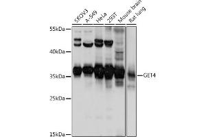 Western blot analysis of extracts of various cell lines, using GET4 antibody (ABIN7266388) at 1:1000 dilution. (Chromosome 7 Open Reading Frame 20 (C7orf20) (AA 1-327) Antikörper)