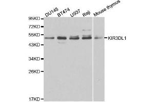 Western blot analysis of extracts of various cell lines, using KIR3DL1 antibody. (KIR3DL1 Antikörper  (AA 22-222))
