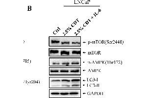 Western Blotting (WB) image for anti-Glyceraldehyde-3-Phosphate Dehydrogenase (GAPDH) antibody (ABIN2857072)