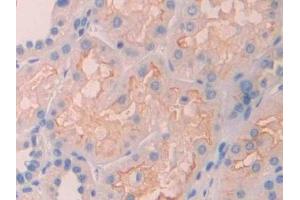 Immunohistochemistry (IHC) image for anti-Renalase, FAD-Dependent Amine Oxidase (RNLS) (AA 160-319) antibody (ABIN7435175)