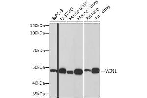 Western blot analysis of extracts of various cell lines, using WIPI1 Rabbit mAb (ABIN7271363) at 1:500 dilution. (WIPI1 Antikörper)