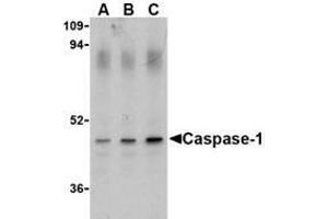 Western blot analysis of Caspase-1 in HeLa cell lysate with AP30188PU-N Caspase-1 antibody (IN) at (A) 0. (Caspase 1 Antikörper  (Intermediate Domain))