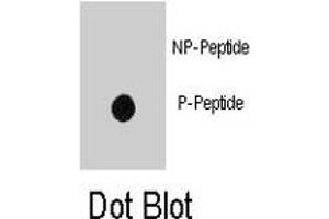 Dot blot analysis of INSR (phospho Y1185) polyclonal antibody  on nitrocellulose membrane. (Insulin Receptor Antikörper  (pTyr1185))