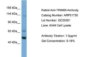 WB Suggested Anti-TRIM66  Antibody Titration: 0. (TRIM66 Antikörper  (N-Term))