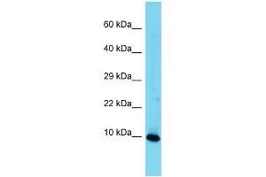 Western Blotting (WB) image for anti-High Mobility Group Nucleosomal Binding Domain 3 (HMGN3) (Middle Region) antibody (ABIN2788959) (HMGN3 Antikörper  (Middle Region))