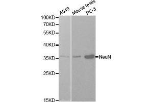 Western blot analysis of extracts of various cells, using NeuN(RBFOX3) antibody. (NeuN Antikörper)