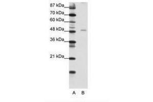 Image no. 1 for anti-Nuclear Factor I/B (NFIB) (AA 187-236) antibody (ABIN202482)