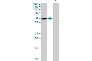 Western Blot analysis of INPP5K expression in transfected 293T cell line by INPP5K MaxPab polyclonal antibody. (INPP5K Antikörper  (AA 1-448))
