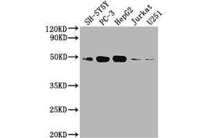 Western Blot Positive WB detected in: SH-SY5Y whole cell lysate, PC3 whole cell lysate, HepG2 whole cell lysate, Jurkat whole cell lysate, U251 whole cell lysate All lanes: EDG1 antibody at 1:2000 Secondary Goat polyclonal to rabbit IgG at 1/50000 dilution Predicted band size: 43 kDa Observed band size: 43 kDa (Rekombinanter S1PR1 Antikörper)