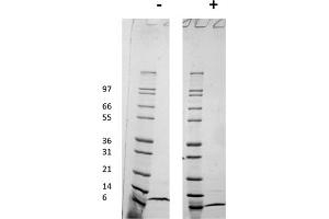SDS-PAGE of Human Macrophage Inflammatory Protein-4 (CCL18) Recombinant Protein SDS-PAGE of Human Macrophage Inflammatory Protein-4 (CCL18) Recombinant Protein. (CCL18 Protein)