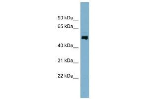 STAMBPL1 antibody used at 1 ug/ml to detect target protein.