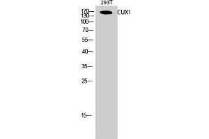 Western Blotting (WB) image for anti-Cut-Like Homeobox 1 (CUX1) (N-Term) antibody (ABIN3174329) (CUX1 Antikörper  (N-Term))