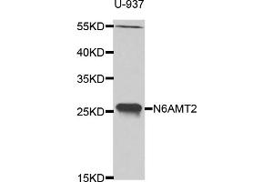 Western blot analysis of extracts of U-937 cells, using N6AMT2 antibody (ABIN5975138) at 1/1000 dilution. (N6AMT2 Antikörper)
