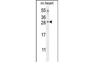 Western blot analysis in mouse heart tissue lysates (35ug/lane). (Claudin 6 Antikörper  (AA 130-159))