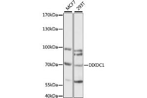 Western blot analysis of extracts of various cell lines, using DIXDC1 antibody (ABIN7266803) at 1:1000 dilution. (DIXDC1 Antikörper  (AA 173-472))