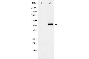 Western blot analysis of YAP phosphorylation expression in COS7 whole cell lysates,The lane on the left is treated with the antigen-specific peptide. (YAP1 Antikörper  (pSer127))
