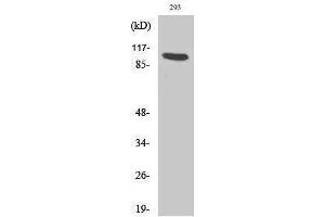 Western Blotting (WB) image for anti-Aryl Hydrocarbon Receptor (AHR) (Lys538) antibody (ABIN3173708) (Aryl Hydrocarbon Receptor Antikörper  (Lys538))