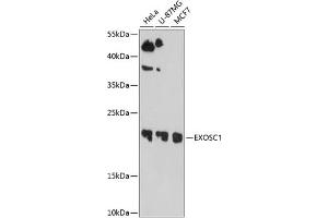 Western blot analysis of extracts of various cell lines, using EXOSC1 antibody  at 1:1000 dilution. (EXOSC1 Antikörper  (AA 1-195))