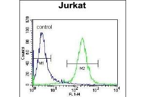 DARS Antibody (N-term) (ABIN655040 and ABIN2844671) flow cytometric analysis of Jurkat cells (right histogram) compared to a negative control cell (left histogram). (DARS Antikörper  (N-Term))