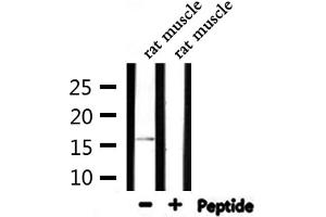 Western blot analysis of extracts from rat muscle, using TOMM20 Antibody. (TOMM20 Antikörper  (Internal Region))