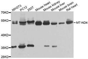 Western blot analysis of extracts of various cell lines, using MT-ND4 antibody (ABIN6003649) at 1/1000 dilution. (Mitochondrially Encoded NADH Dehydrogenase 4 (MT-ND4) Antikörper)
