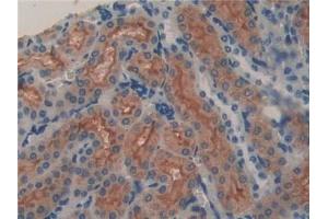 Detection of LCN8 in Mouse Kidney Tissue using Polyclonal Antibody to Lipocalin 8 (LCN8) (LCN8 Antikörper  (AA 27-176))