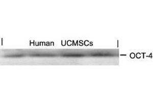 Western blot analysis of extracts from human Umbilical cord mesenchymal stem cell using OCT-4. (OCT4 Antikörper  (AA 232-236))