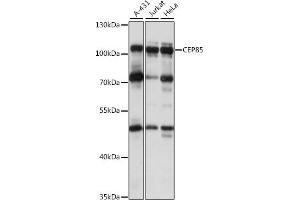 Western blot analysis of extracts of various cell lines, using CEP85 antibody (ABIN7266281) at 1:1000 dilution. (CEP85 Antikörper  (AA 130-430))
