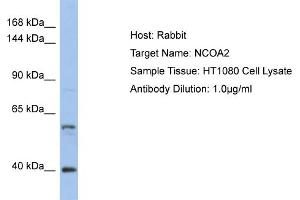Host: Rabbit Target Name: NCOA2 Sample Type: HT1080 Whole Cell lysates Antibody Dilution: 1. (NCOA2 Antikörper  (Middle Region))