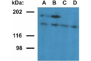Ubinuclein 1 Antikörper  (AA 1-190)