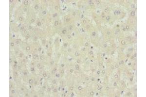 Immunohistochemistry of paraffin-embedded human liver tissue using ABIN7161567 at dilution of 1:100
