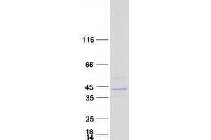 Validation with Western Blot