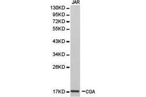 Western Blotting (WB) image for anti-Glycoprotein Hormones, alpha Polypeptide (CGA) antibody (ABIN1871812) (CGA Antikörper)