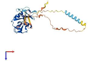 CLEC2G Protein (AA 1-269) (His tag)