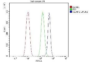 anti-Claudin 16 (CLDN16) (C-Term) antibody